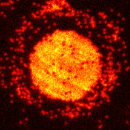 Quantum gas microscope
